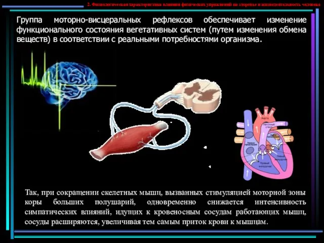 Группа моторно-висцеральных рефлексов обеспечивает изменение функционального состояния вегетативных систем (путем изменения обмена