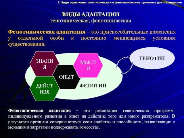 ГЕНОТИП ФЕНОТИП ВИДЫ АДАПТАЦИИ генотипическая, фенотипическая Фенотипическая адаптация – это приспособительные изменения