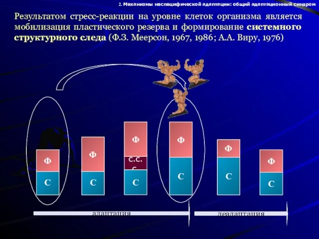 с.с.с. Результатом стресс-реакции на уровне клеток организма является мобилизация пластического резерва и