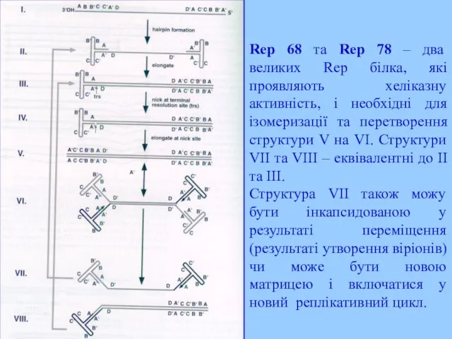 Rep 68 та Rep 78 – два великих Rep білка, які проявляють