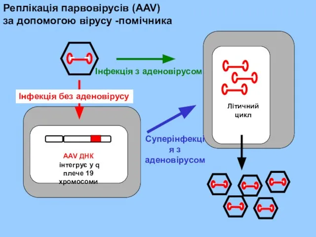 Реплікація парвовірусів (AAV) за допомогою вірусу -помічника Інфекція без аденовірусу Інфекція з