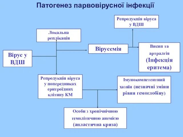 Патогенез парвовірусної інфекції Вірус у ВДШ Локальна реплікація Репродукція віруса у попередниках