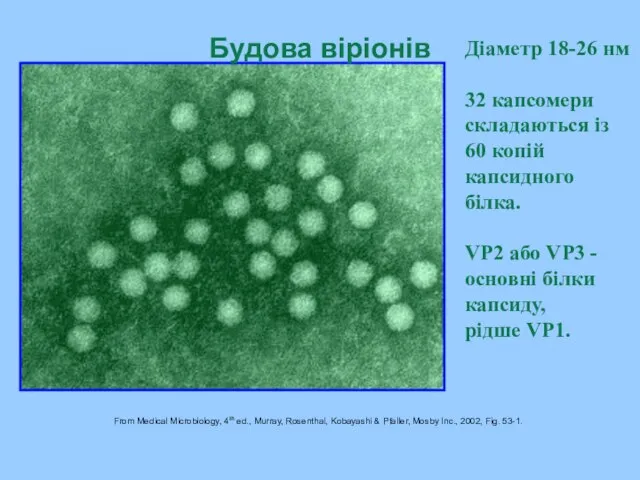 Будова віріонів From Medical Microbiology, 4th ed., Murray, Rosenthal, Kobayashi & Pfaller,