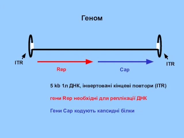 Геном 5 kb 1л ДНК, інвертовані кінцеві повтори (ITR) гени Rep необхідні