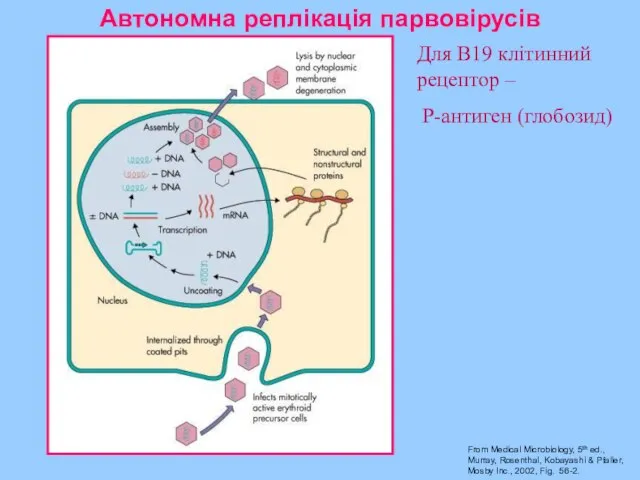 Автономна реплікація парвовірусів From Medical Microbiology, 5th ed., Murray, Rosenthal, Kobayashi &