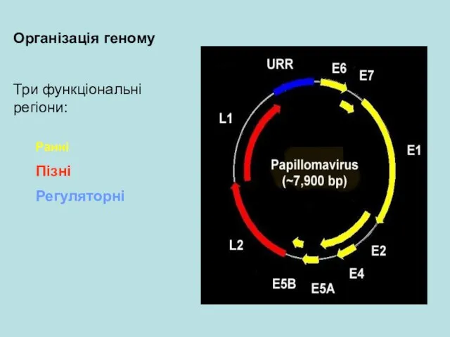 Організація геному Три функціональні регіони: Ранні Пізні Регуляторні