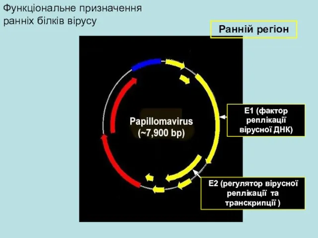 Ранній регіон Функціональне призначення ранніх білків вірусу