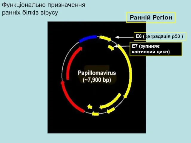 Ранній Регіон Функціональне призначення ранніх білків вірусу