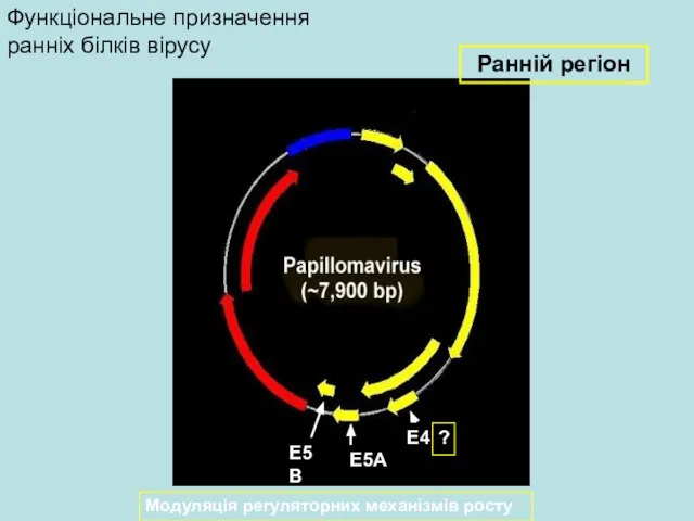 Модуляція регуляторних механізмів росту E4 E5A E5B ? Ранній регіон Функціональне призначення ранніх білків вірусу