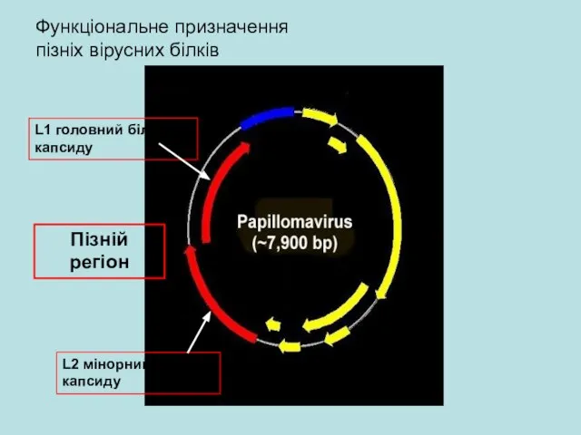 Пізній регіон Функціональне призначення пізніх вірусних білків