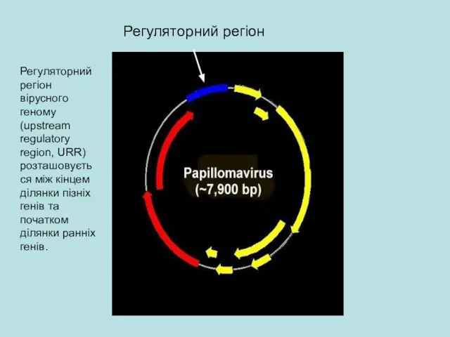 Регуляторний регіон Регуляторний регіон вірусного геному (upstream regulatory region, URR) розташовується між