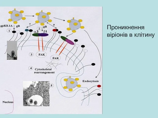 Проникнення віріонів в клітину