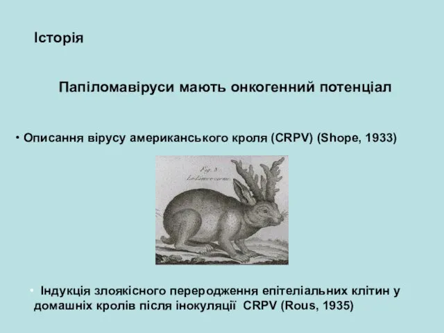 Папіломавіруси мають онкогенний потенціал Історія Описання вірусу американського кроля (CRPV) (Shope, 1933)