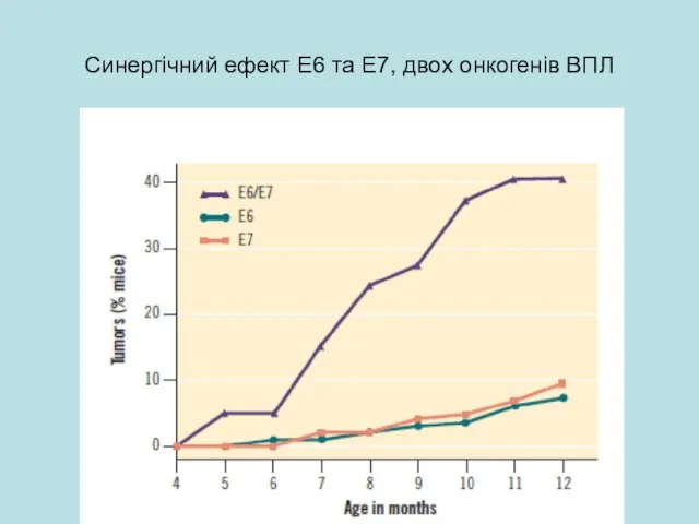 Синергічний ефект Е6 та Е7, двох онкогенів ВПЛ