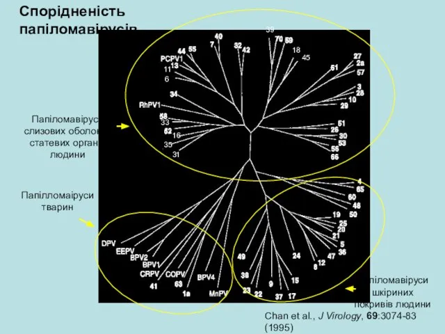 Спорідненість папіломавірусів 31 16 35 45 18 39 11 6 33 Chan