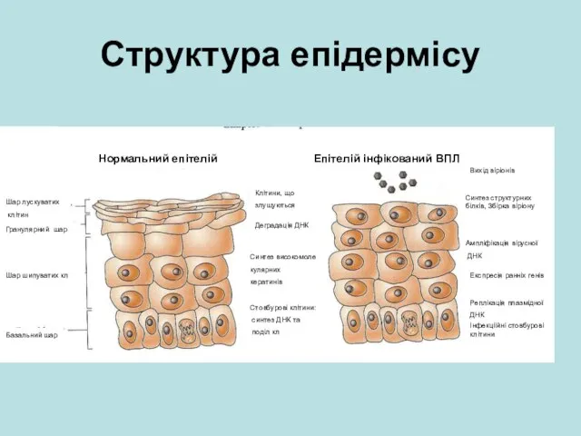 Структура епідермісу Нормальний епітелій Епітелій інфікований ВПЛ Шар лускуватих клітин Гранулярний шар