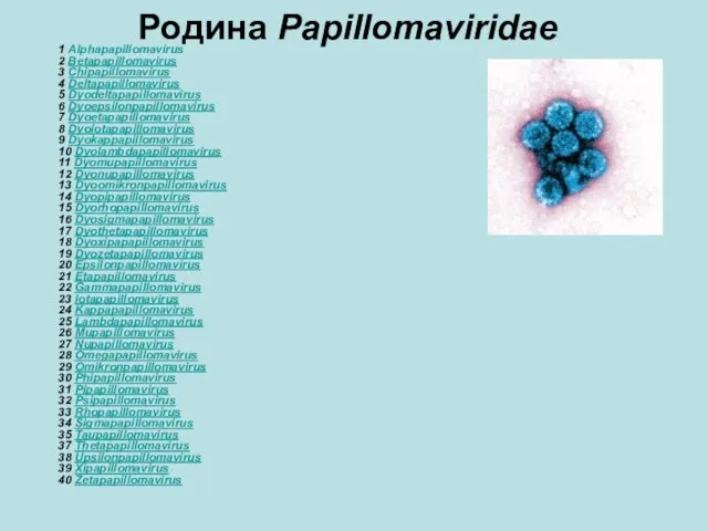 Родина Papillomaviridae 1 Alphapapillomavirus 2 Betapapillomavirus 3 Chipapillomavirus 4 Deltapapillomavirus 5 Dyodeltapapillomavirus