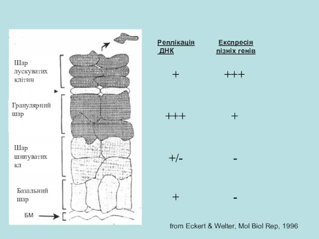 from Eckert & Welter, Mol Biol Rep, 1996 БM Базальний шар Гранулярний