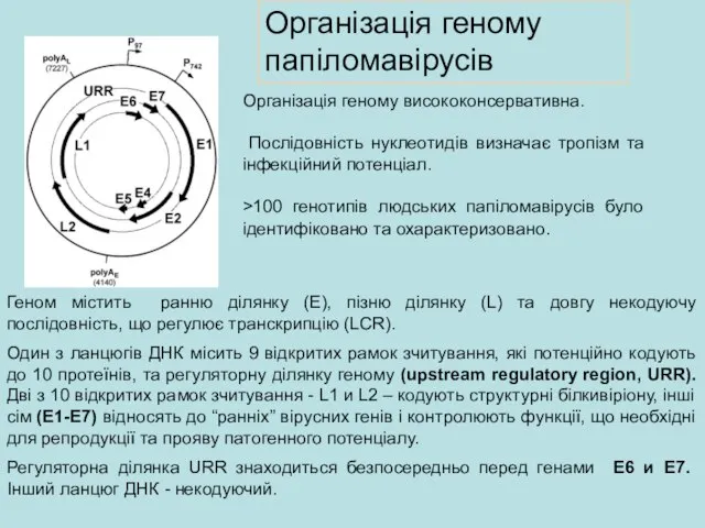 Організація геному папіломавірусів Геном містить ранню ділянку (Е), пізню ділянку (L) та