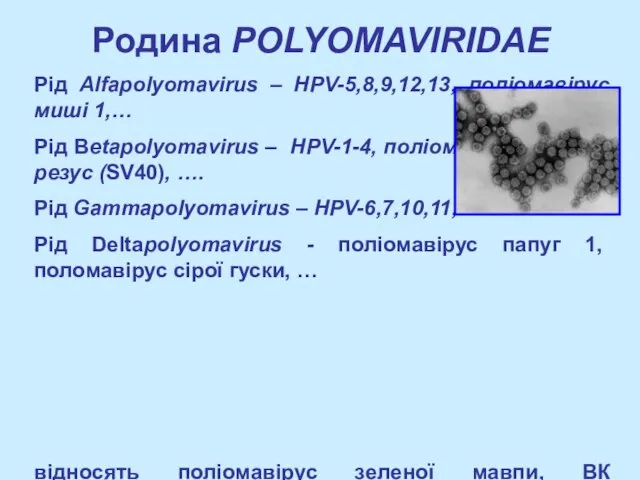 Родина POLYOMAVIRIDAE Рід Alfapolyomavirus – HPV-5,8,9,12,13, поліомавірус миші 1,… Рід Betapolyomavirus –