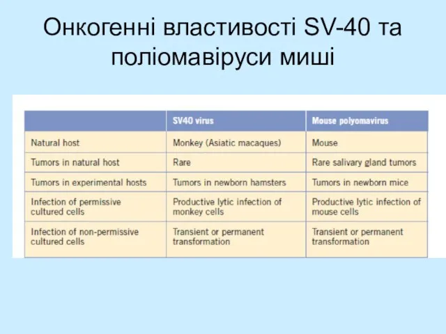 Онкогенні властивості SV-40 та поліомавіруси миші