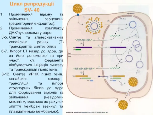 Цикл репродукції SV- 40 Проникнення віріону та звільнення серцевини (рецепторний ендоцитоз). Проникнення