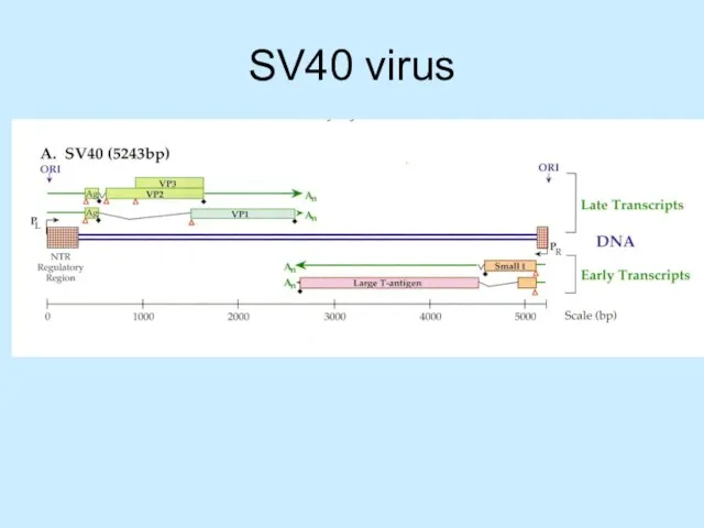 SV40 virus