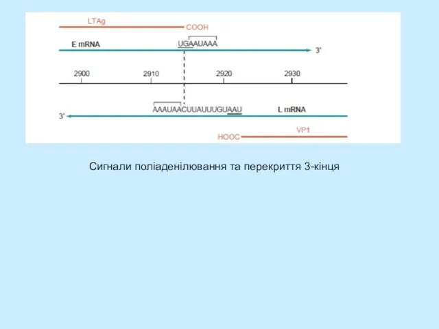 Сигнали поліаденілювання та перекриття 3-кінця Сигнали поліаденілювання та перекриття 3-кінця