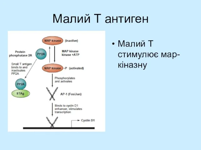 Малий T антиген Малий Т стимулює мар-кіназну