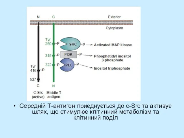 Середній Т-антиген приєднується до с-Src та активує шлях, що стимулює клітинний метаболізм та клітинний поділ