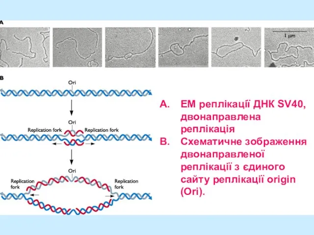 EM реплікації ДНК SV40, двонаправлена реплікація Схематичне зображення двонаправленої реплікації з єдиного сайту реплікації origin (Ori).