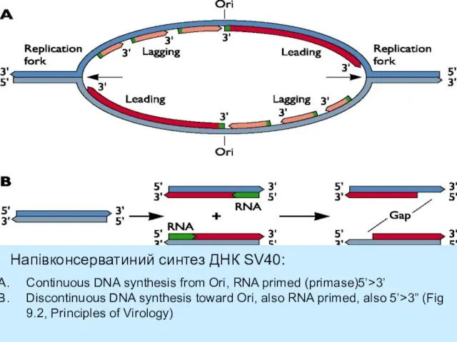 Continuous DNA synthesis from Ori, RNA primed (primase)5’>3’ Discontinuous DNA synthesis toward