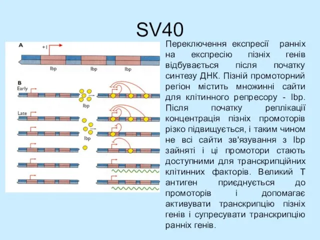 SV40 Переключення експресії ранніх на експресію пізніх генів відбувається після початку синтезу