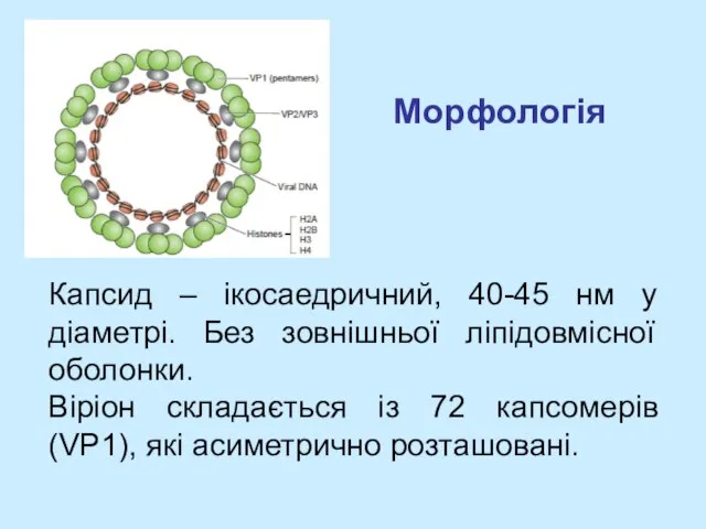 Морфологія Капсид – ікосаедричний, 40-45 нм у діаметрі. Без зовнішньої ліпідовмісної оболонки.