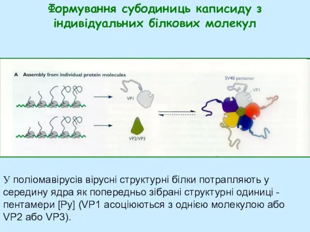 Формування субодиниць каписиду з індивідуальних білкових молекул У поліомавірусів вірусні структурні білки