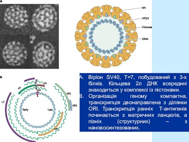 Віріон SV40, T=7, побудований з 3-х білків. Кільцева 2л ДНК всередині знаходиться