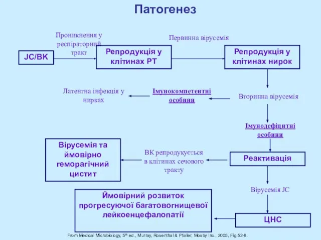 From Medical Microbiology, 5th ed., Murray, Rosenthal & Pfaller, Mosby Inc., 2005,