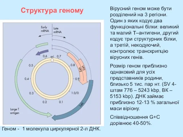 Структура геному Вірусний геном може бути розділений на 3 регіони. Один з