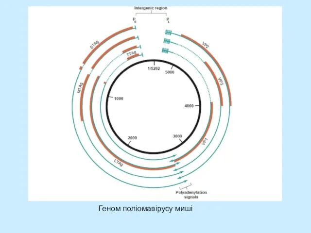 Геном поліомавірусу миші