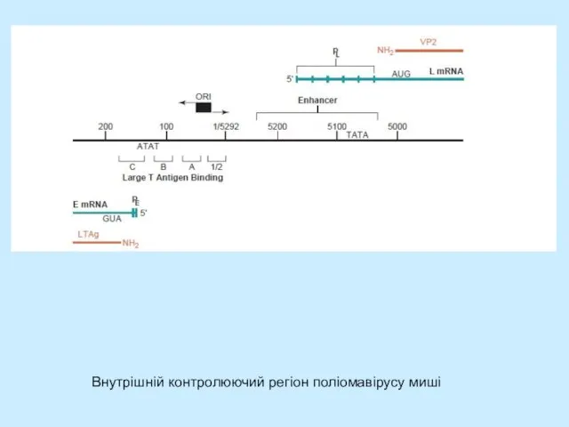 Внутрішній контролюючий регіон поліомавірусу миші