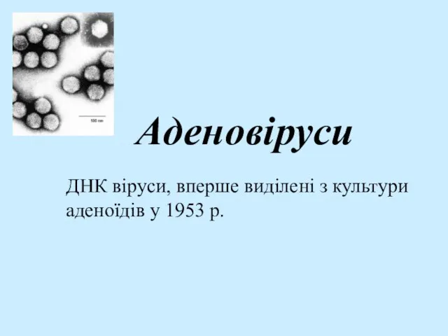 Аденовіруси ДНК віруси, вперше виділені з культури аденоїдів у 1953 р.