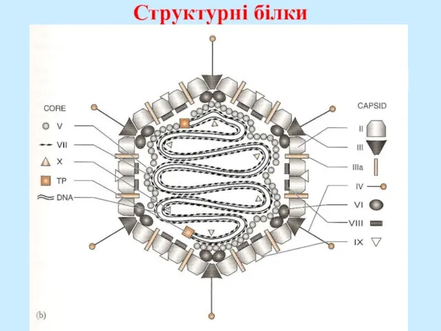 Структурні білки