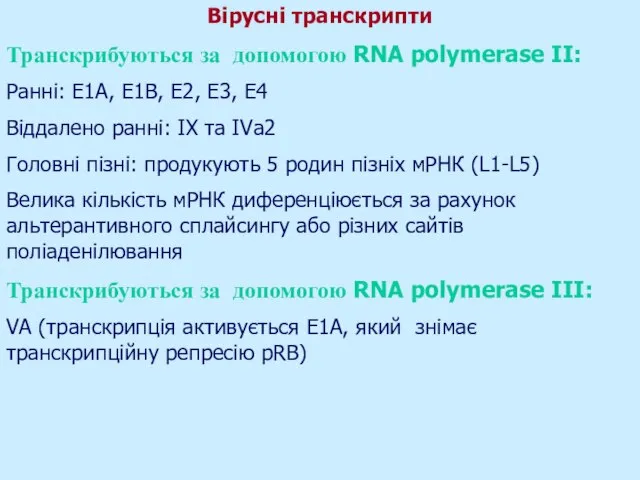 Вірусні транскрипти Транскрибуються за допомогою RNA polymerase II: Ранні: E1A, E1B, E2,