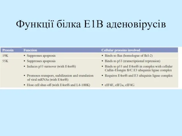 Функції білка E1B аденовірусів