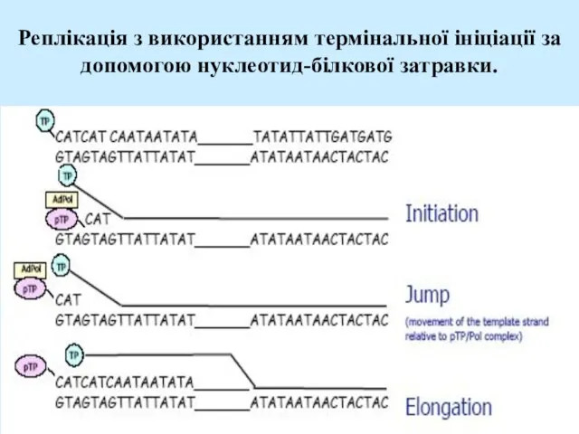 Реплікація з використанням термінальної ініціації за допомогою нуклеотид-білкової затравки.