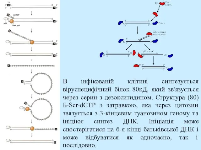 В інфікованій клітині синтезується віруспецифічний білок 80кД, який зв'язується через серин з