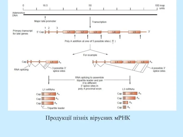 Продукції пізніх вірусних мРНК