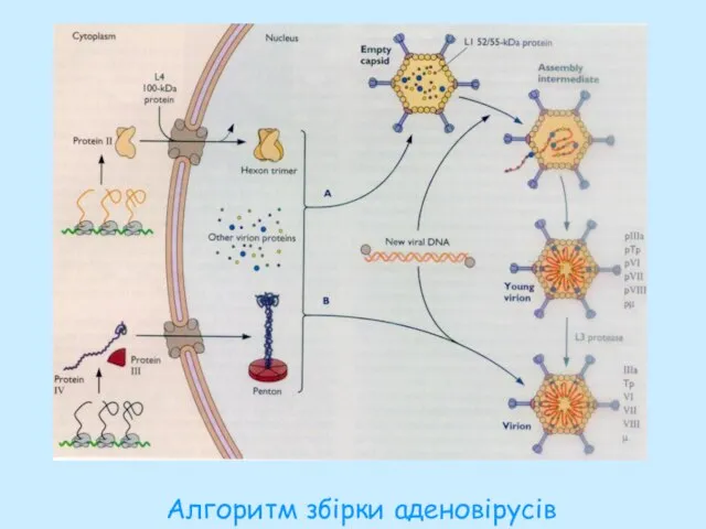 Алгоритм збірки аденовірусів