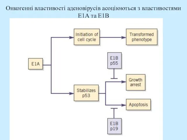 Онкогенні властивості аденовірусів асоціюються з властивостями Е1А та Е1В