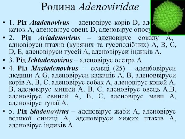 Родина Adenoviridae 1. Рід Atadenovirus – аденовірус корів D, аденовірус качок А,